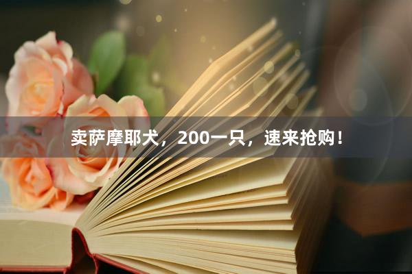 卖萨摩耶犬,200一只,速来抢购!